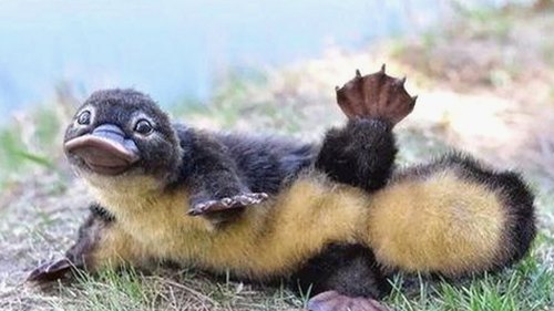 黄晓明与Angelababy上海大婚，婚纱照甜蜜公开引粉丝狂欢