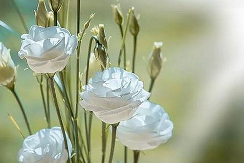 上海名校化学老师张越涉嫌不当关系事件全解析