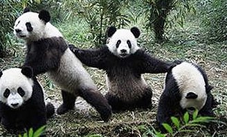 揭秘娱乐圈反差内容：明星吃瓜背后的真相